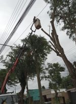PODA DE ÁRBOLES EN EL BARRIO SAN ANTONIO